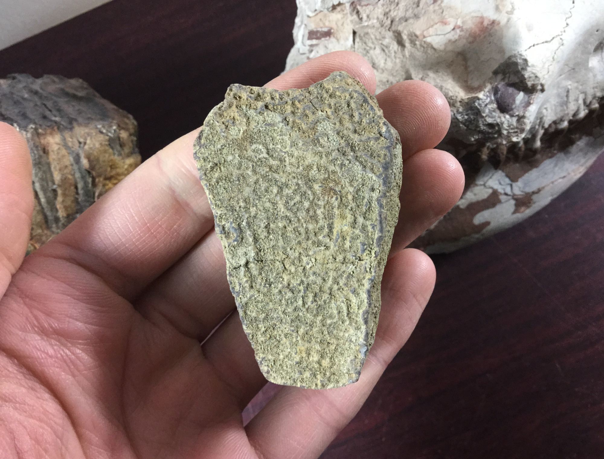 hell creek fossils for sale