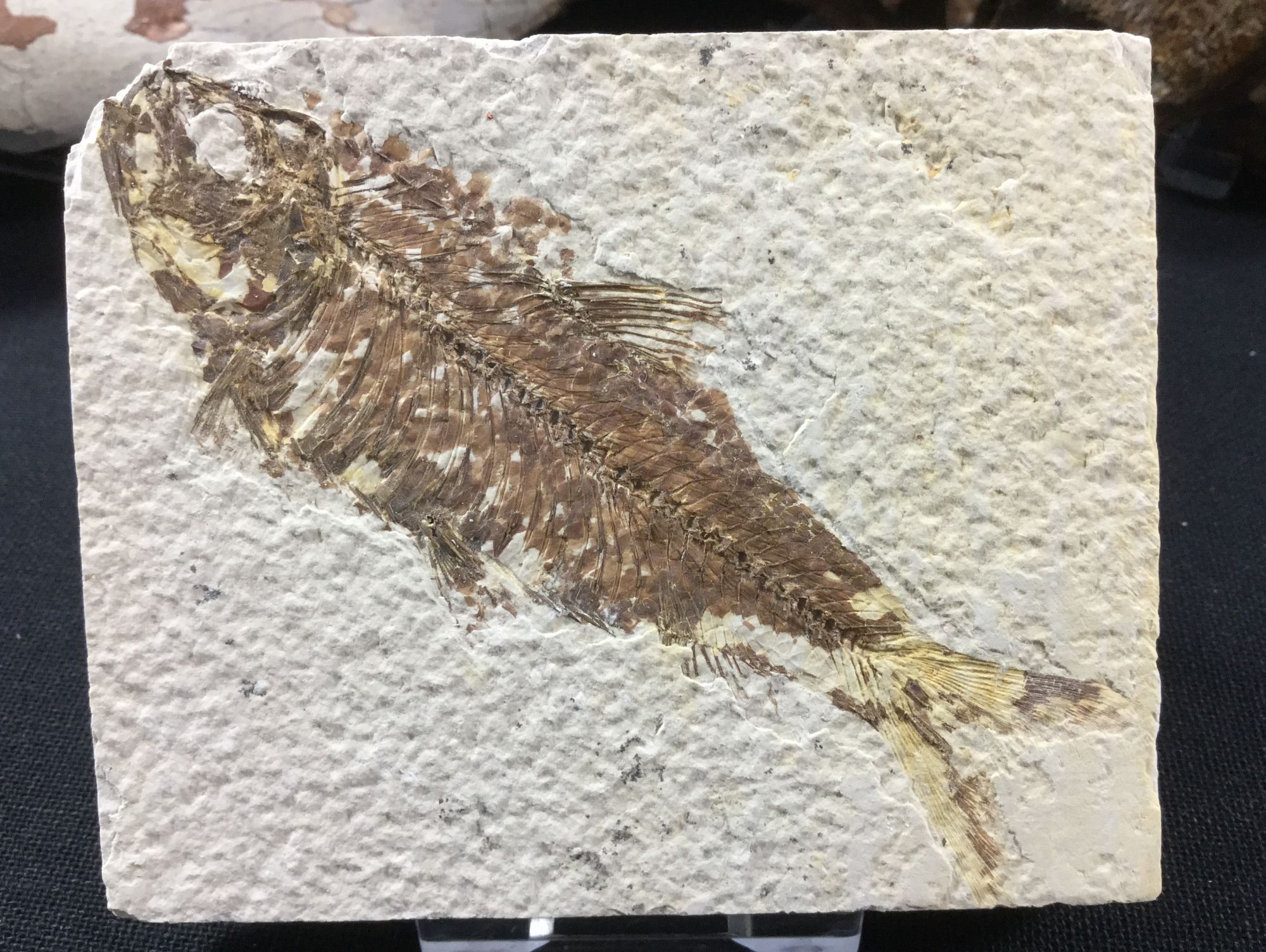 Knightia Fossil Fish Kemmerer, Wyoming, 50 million years (Eocene