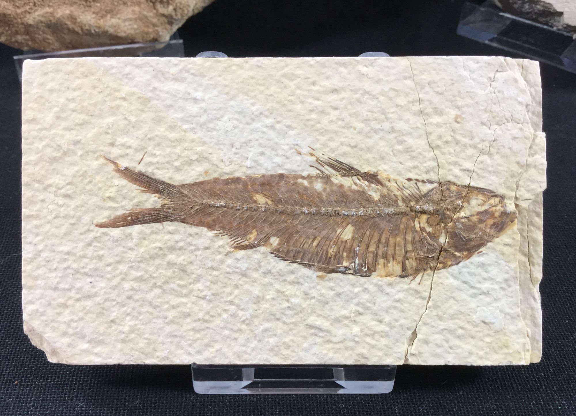 Knightia Fossil Fish Kemmerer, Wyoming, 50 million years (Eocene