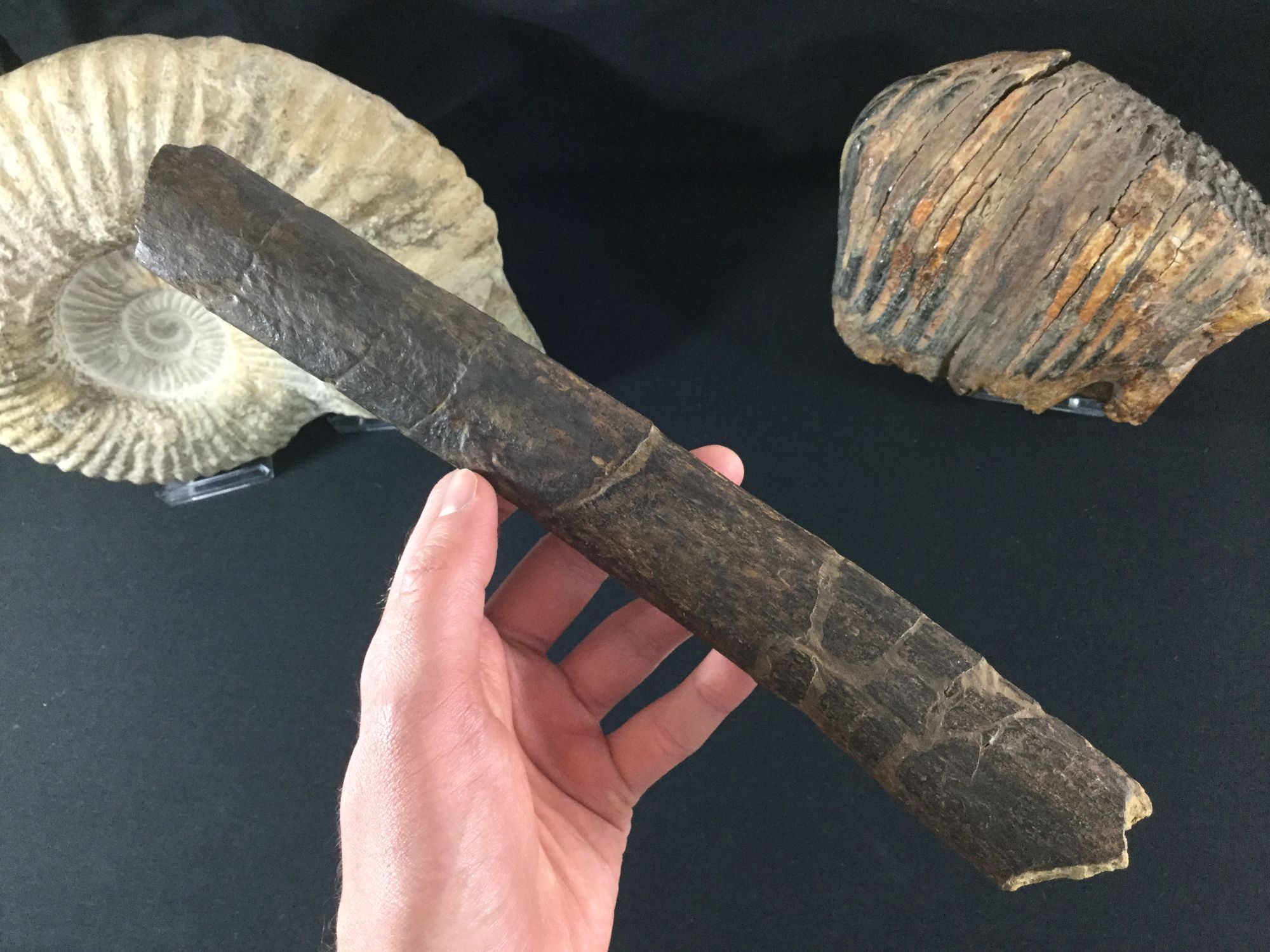 fossils of triceratops