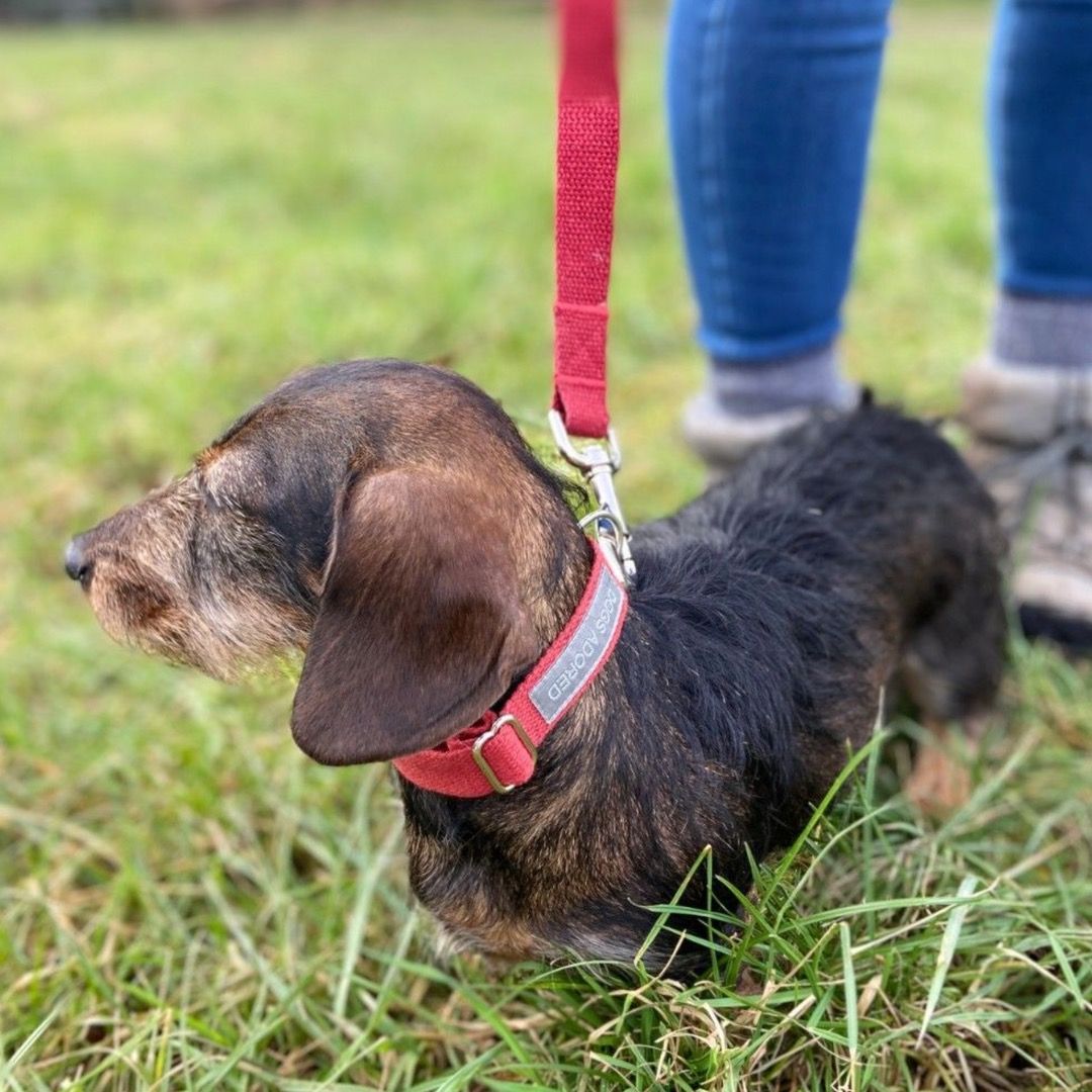A brown daschund wearing a red collar on a red lead outdoors
