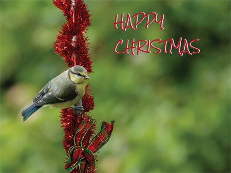 A card featuring a blue tit perched on red tinsel outdoors