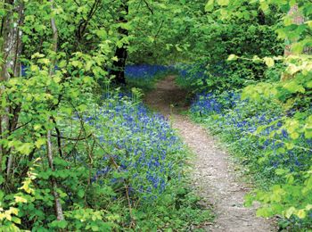 A card featuring bluebell path in Sussex