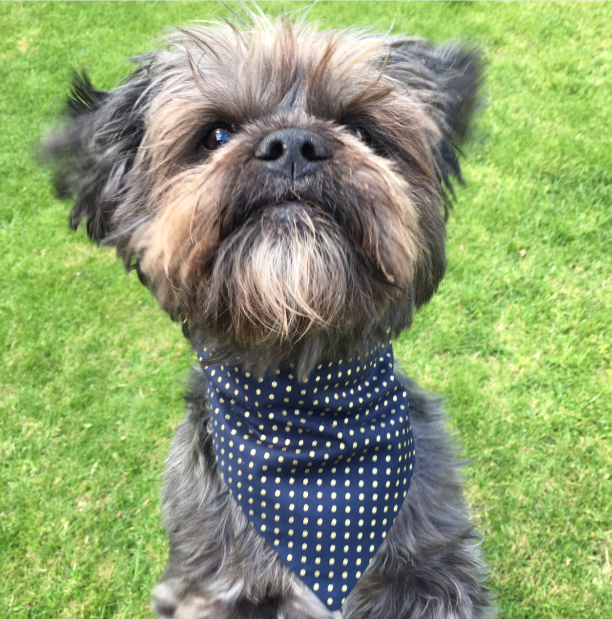 tommi wearing the polka dot dog bandana