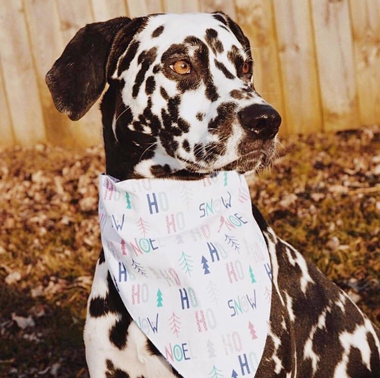 dalmation wearing christmas dog bandana