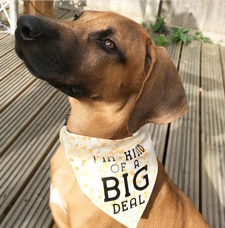 dog wearing personalised yellow dog bandana