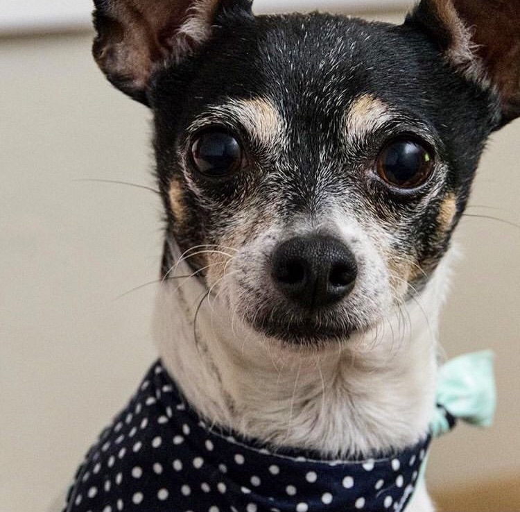 dog wearing blue polka dot tie on dog bandana