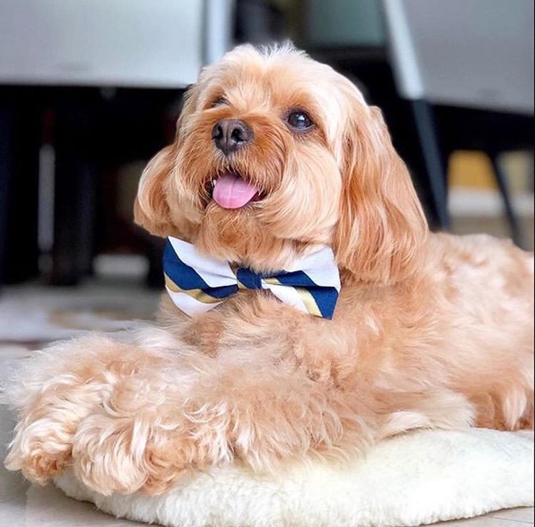 dog wearing blue and white dog bow tie