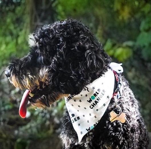 dog wearing patterned dog bandana