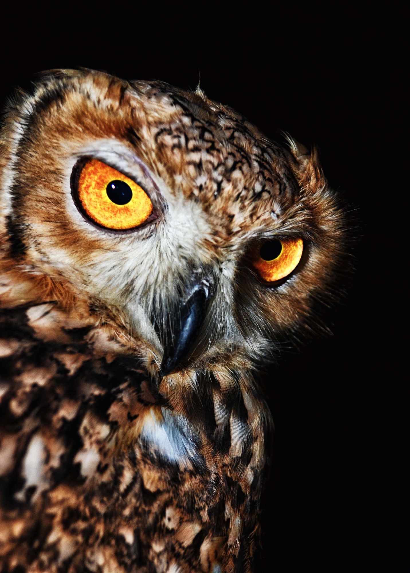 Exmoor Owl & Hawk Centre