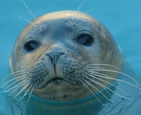 Natureland seal sanctuary Skegness