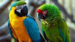 Lincolnshire wildlife park - parrot sanctuary