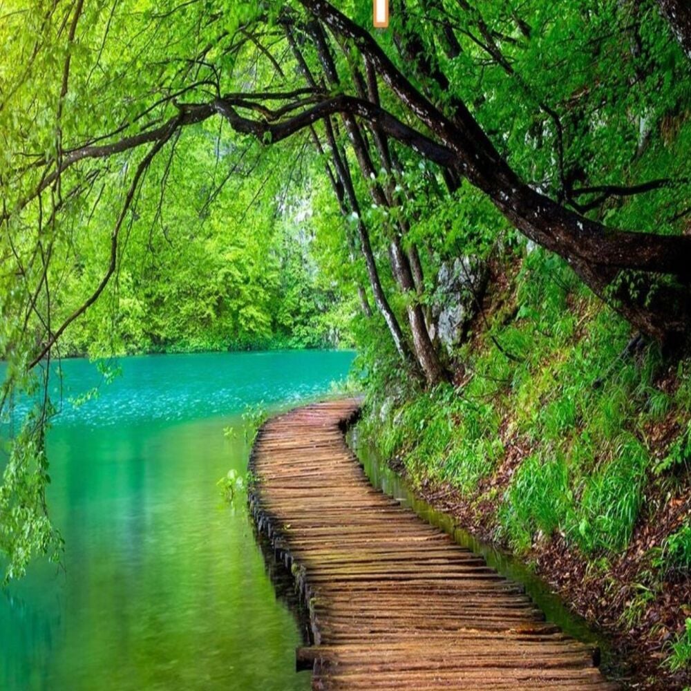 Woodland Paradise