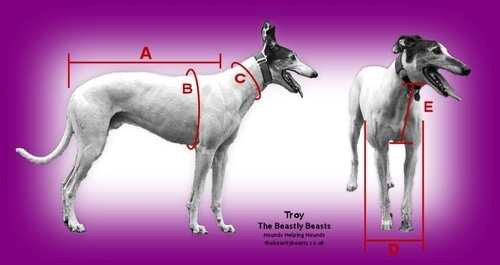 how to measure greyhound for coat