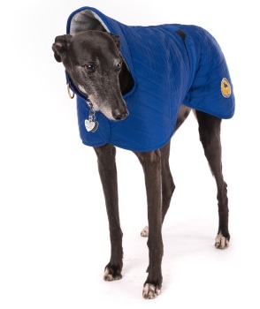 Royal Blue Quilted Jacket for Greyhounds 