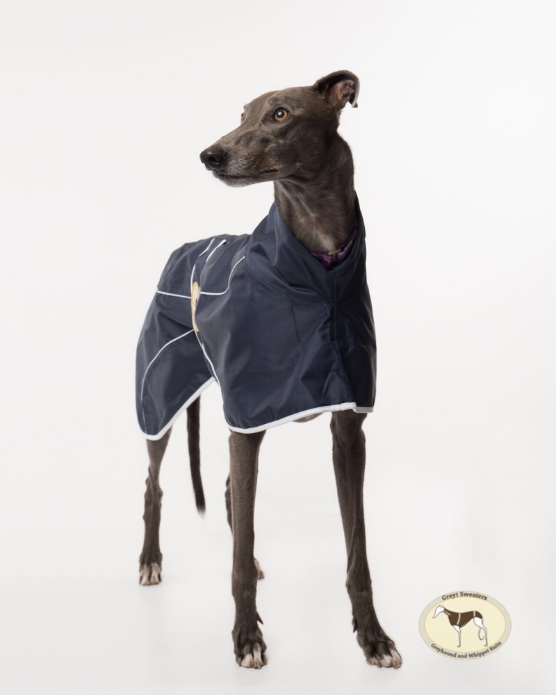 New Colour!! Navy Blue Rain Mac for Greyhounds