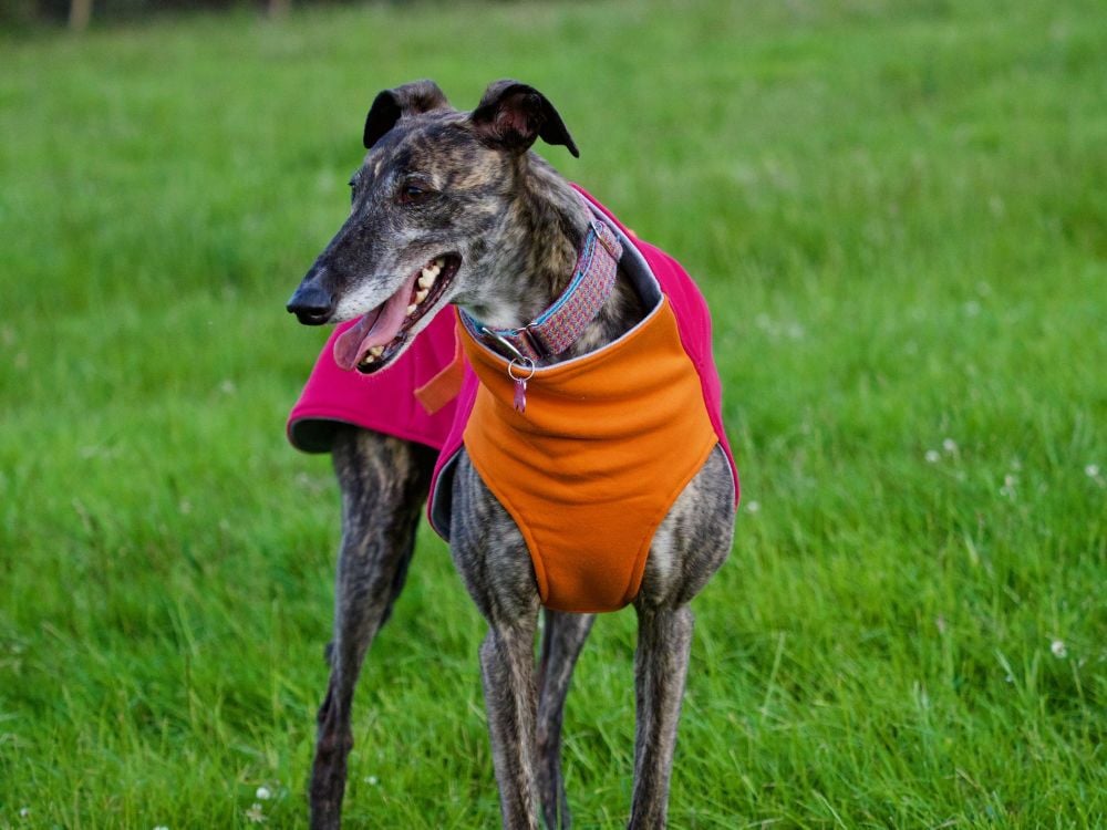 Sweat/Tee Shirt for Whippets, Hot Pink & Orange