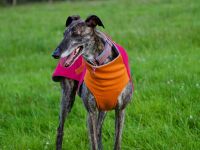Sweat/Tee Shirt for Whippets, Hot Pink & Orange. 