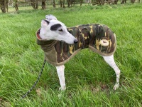 Camo-Knit Coat for Greyhounds 