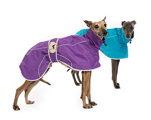 Purple Rain Mac for Italian Greyhounds