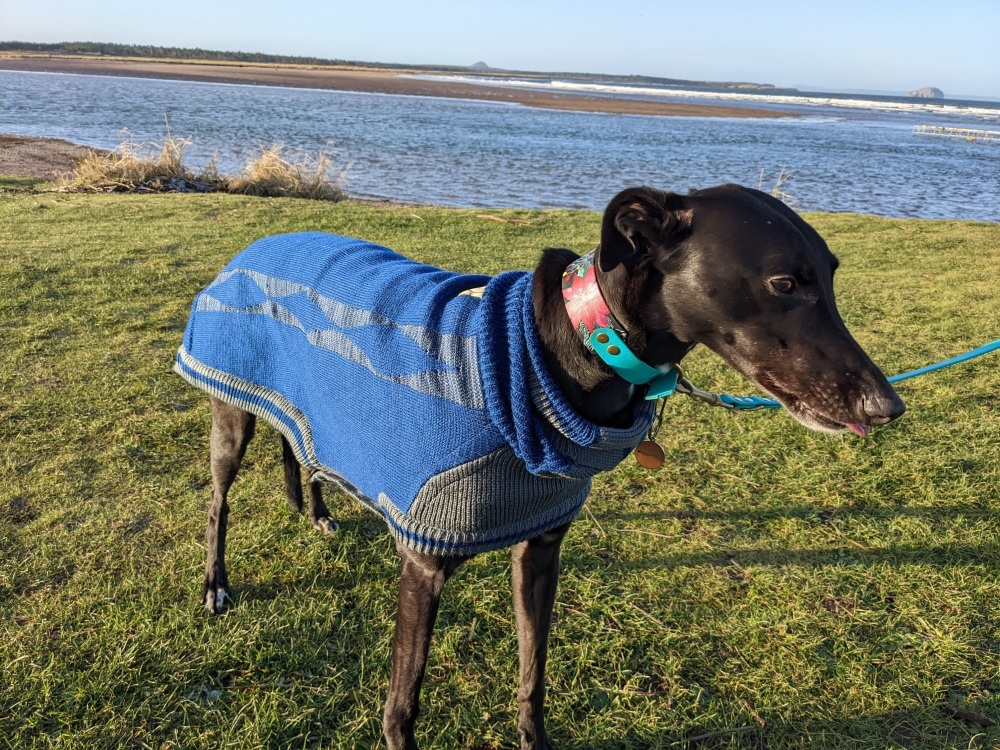 Diamond Sweater: Azure Blue/Grey for Greyhounds NEW COLOUR