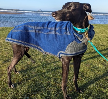 Diamond sweater: Azure Blue/Grey for Whippets NEW COLOUR