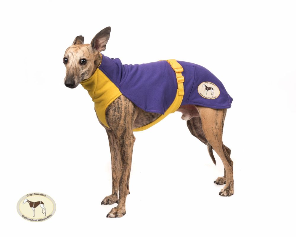 Sweat/Tee Shirt for Whippets, Bright Purple & Yellow.