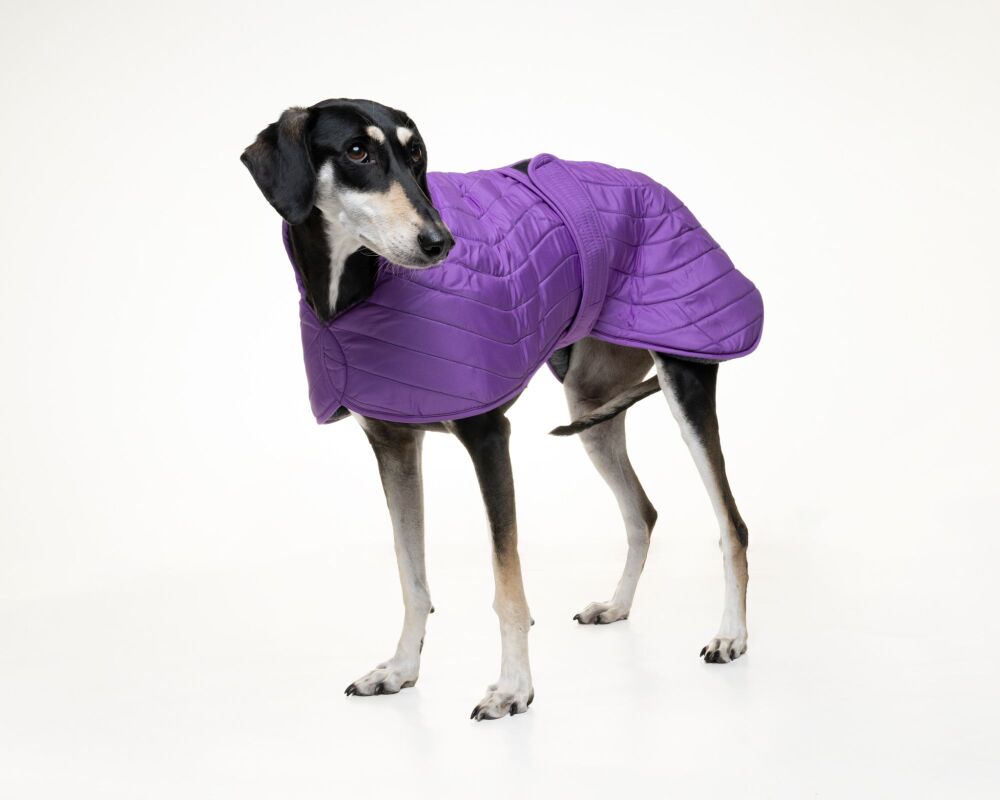Purple Quilted Jacket for Greyhounds