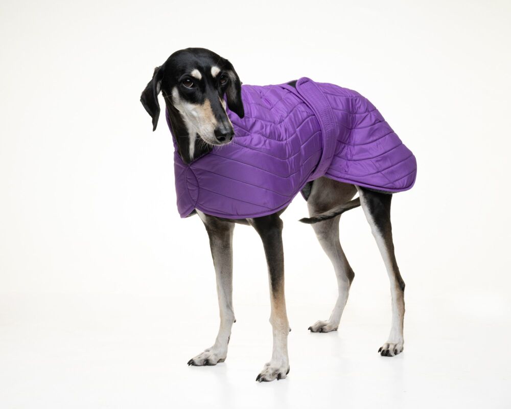 Purple Quilted Jacket for Whippets