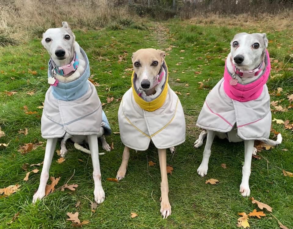 Greyt coats on sale