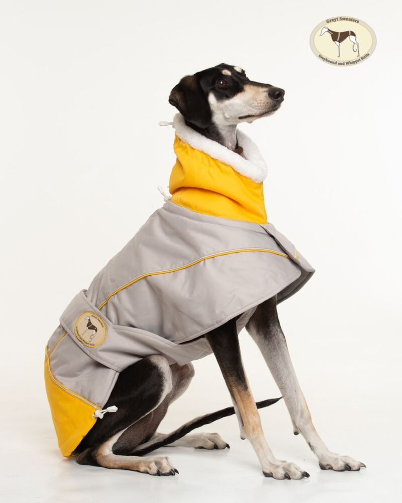 Waterproof Padded Luxury Jacket; Light Grey/Sunny Yellow for Greyhounds