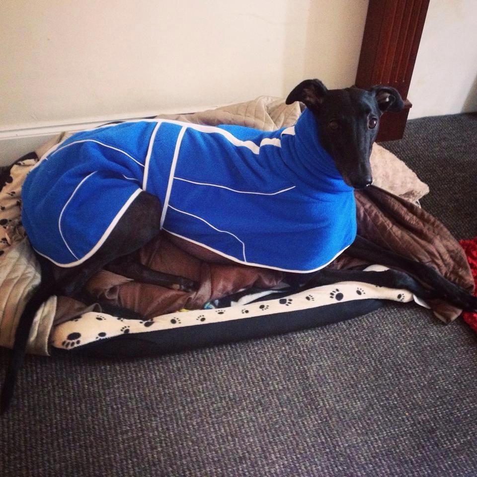 Royal Blue Fleece Housecoat for Greyhounds