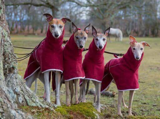 Burgundy  Original Fleece Housecoat for Greyhounds