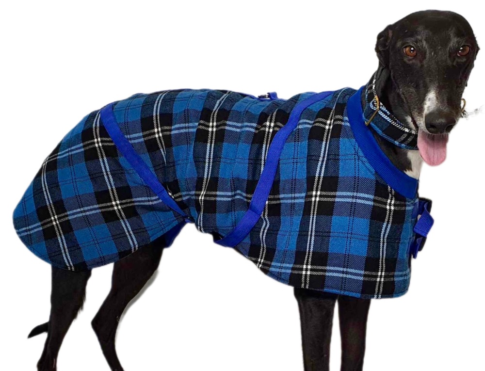 Blue/Black Checked Twill Coat & matching Martingale Collar for Greyhounds