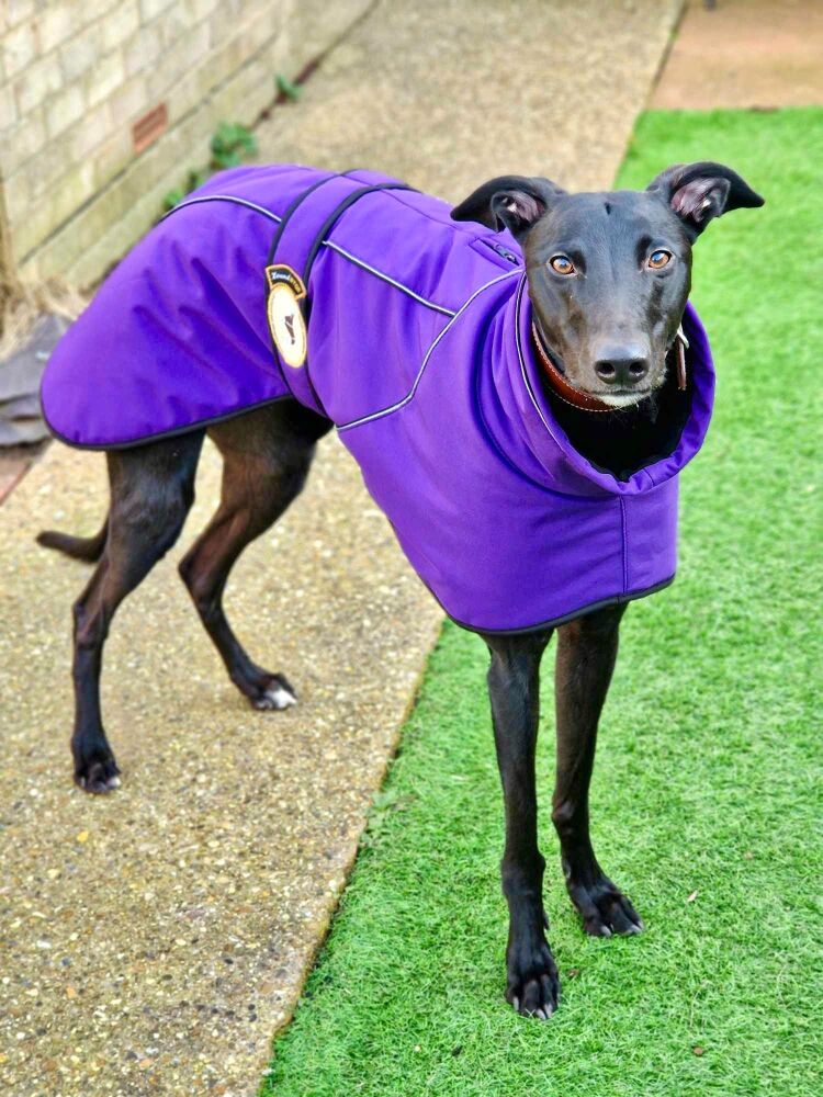 Deep Purple Soft Shell Jacket for Whippets