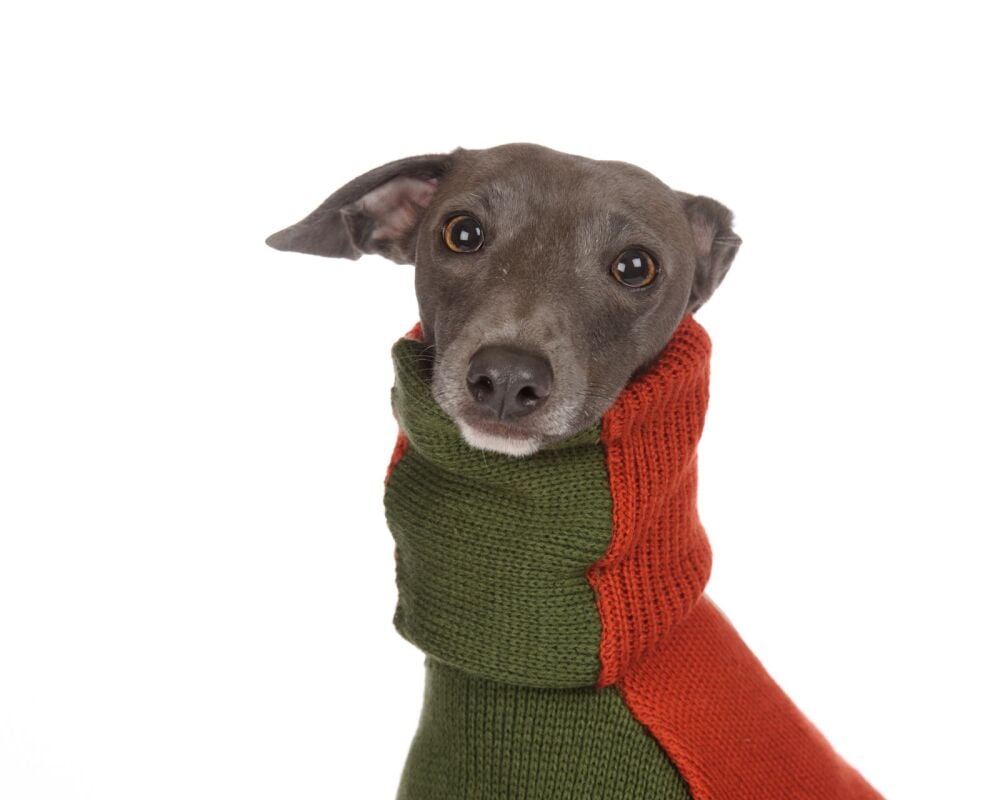 Contrast Knitted Sweater: Green/Tan