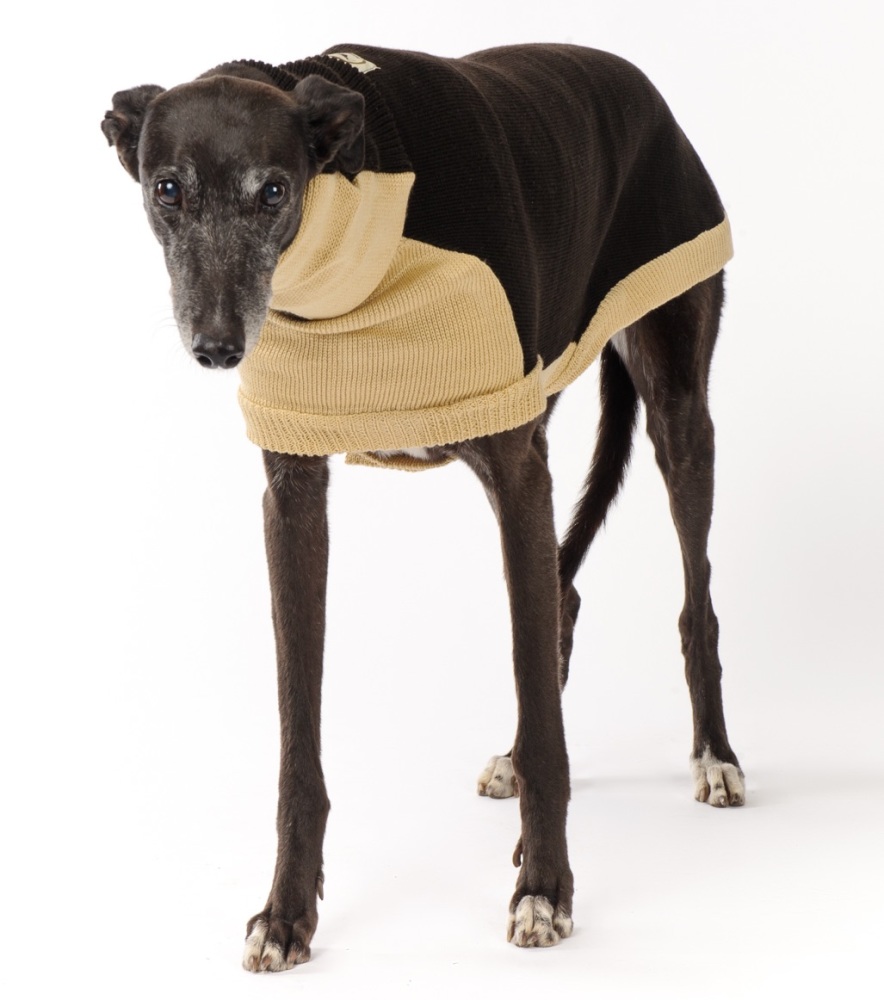 Contrast Sweater: Chocolate Brown with Beige for Greyhounds