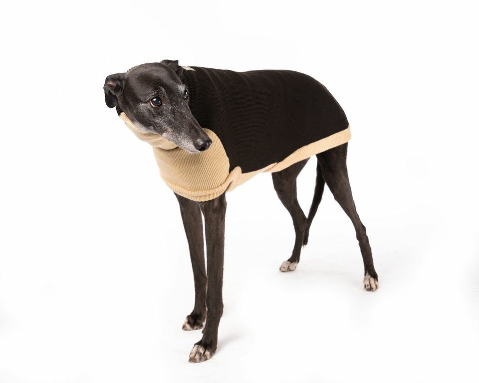 Knitted Sweaters for Italian Greyhounds Greyt Sweaters Hound BTQE