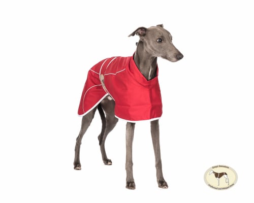 Crimson Red Rain Mac for Whippets
