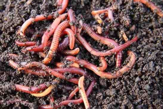 Sewage composting worms