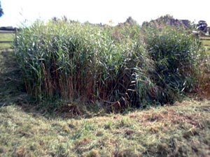 reed beds used for sewage treatment
