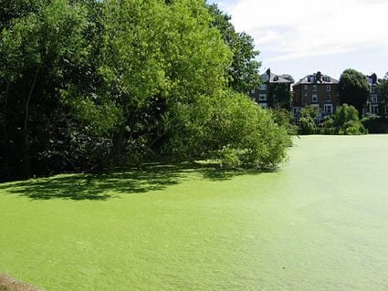 Phosphate pollution in a Lake - Eutrophication