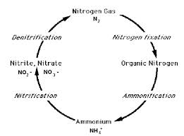 Nitrogen cycle in sewage treatment 