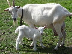 British Saanen goat with kid