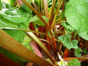 Rhubarb growing in the garden