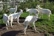 Goat kids on the farm