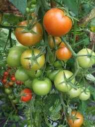 tomatoes in the polytunnel