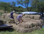 storing the hay bales
