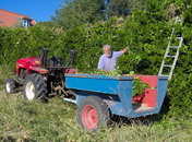 hedge cuttings to feed the animals