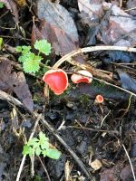 15Jan20 - Scarlet Elf Cup Fungus - Len